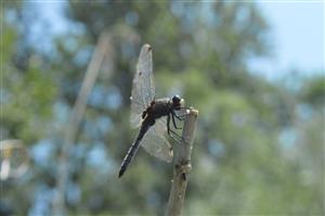 samec L. pectoralis