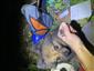Myotis alcathoe (a Canis lupus familiaris)