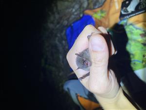 Myotis brandtii