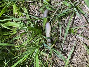 Mollusca