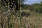 Equisetum x moorei (E. fluviatile x E. ramosissimum)