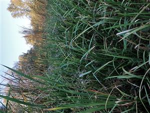 Dominujúca Glyceria maxima a prítomné jedince Typha latifolia a Typha angustifolia