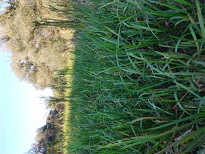 Dominujúca Glyceria maxima