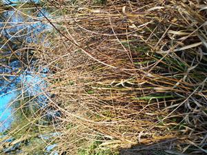 Zárast jedincov Schoenoplectus lacustris