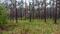 Mlynárka dlhochvostá (29.4.2023)