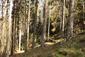 Mlynárka dlhochvostá (22.5.2023)