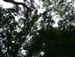 Lužné dubovo-brestovo-jaseňové lesy okolo nížinných riek (20.9.2013)