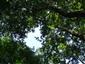 Lužné dubovo-brestovo-jaseňové lesy okolo nížinných riek (30.8.2013)