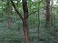 Lužné dubovo-brestovo-jaseňové lesy okolo nížinných riek (5.9.2013)