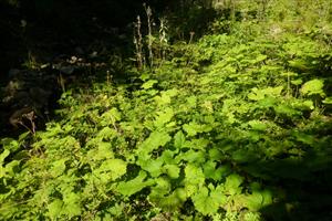 lokalita