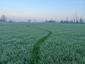 Kukučka obyčajná (jarabá) (21.4.2023)