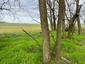trasochvost biely (21.4.2023)