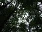 Lužné dubovo-brestovo-jaseňové lesy okolo nížinných riek (6.9.2013)