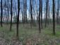 Žltochvost lesný ( hôrny) (21.4.2023)