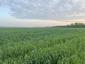 Žltochvost lesný ( hôrny) (21.4.2023)