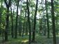 Eurosibírske dubové lesy na spraši a piesku (12.9.2013)