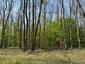 Kukučka obyčajná (jarabá) (27.4.2023)