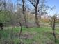trasochvost biely (26.4.2023)