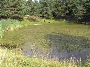 Pohľad na plochu TML s dominujúcim červenavcom plávajúcim