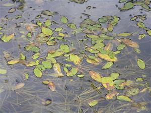 červenavec plávajúci