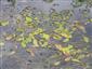 Prirodzené eutrofné a mezotrofné stojaté vody s vegetáciou plávajúcich a/alebo ponorených cievnatých rastlín typu Magnopotamion alebo Hydrocharition (29.8.2013)