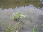 Alisma plantago-aquatica