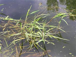 Alopecurus geniculatus na vodnej hladine
