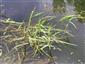Alopecurus geniculatus na vodnej hladine
