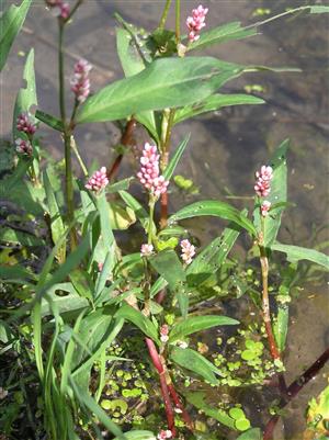 Persicaria minor a Spirodela polyrhiza
