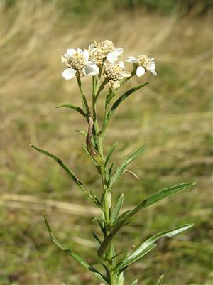 Achillea ptarmica