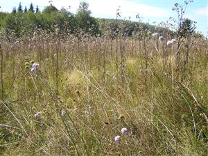 Cirsium palustre a Succisa pratensis