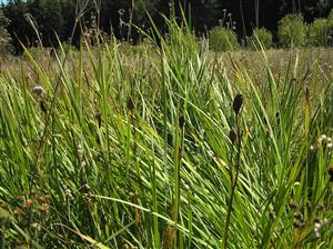 Iris sibirica