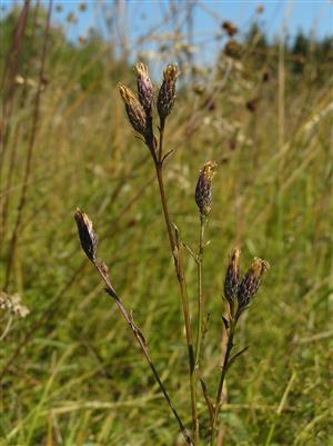 Serratula tinctoria