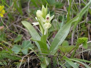 Dactylorhiza sambucina