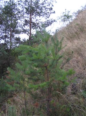 Na TML sa šíri Pinus sylvestris