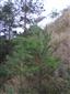 Na TML sa šíri Pinus sylvestris