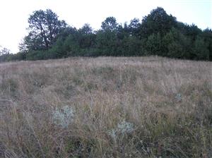Pohľad na plochu TML s Eryngium campestre