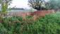 Kôrovník krátkoprstý (1.5.2023)