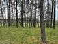Vrana popolavá (29.4.2023)