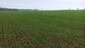 Kukučka obyčajná (jarabá) (29.4.2023)