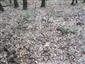 Eurosibírske dubové lesy na spraši a piesku (8.8.2013)