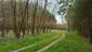Vrana popolavá (29.4.2023)