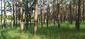 Žltochvost lesný ( hôrny) (29.4.2023)