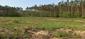 Žltochvost lesný ( hôrny) (29.4.2023)