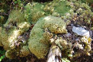 Leucobryum glaucum