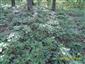 Eurosibírske dubové lesy na spraši a piesku (15.8.2013)
