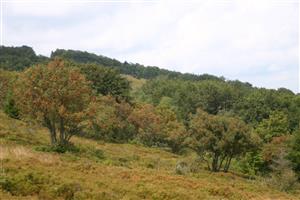 Biotop s drevinami Salix caprea, Alnus glutinosa