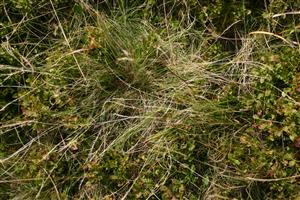 porast v biotope Vaccinium myrtilus, Nardus stricta