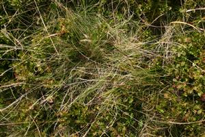 porast v biotope Vaccinium myrtilus, Nardus stricta