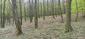 Kukučka obyčajná (jarabá) (2.5.2023)